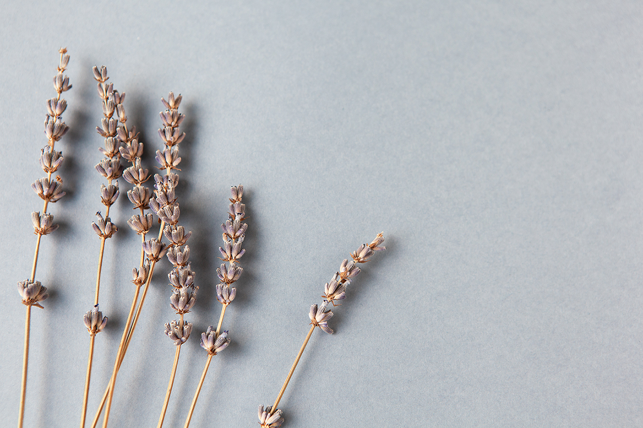 Lavender branches on grey background, copy space. Bottom locatio
